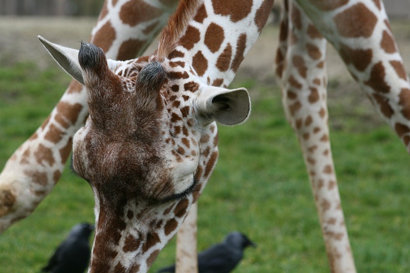 Fotoclubje Blijdorp 2008-18.jpg